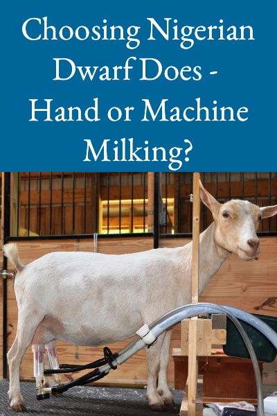 Choosing Nigerian Dwarf Does - Hand or Machine Milking