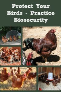 Protect Your Birds (& Free Chicken Calendar Link)!