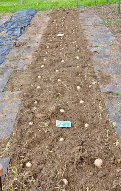 Seed Potato Lazy Bed Spacing