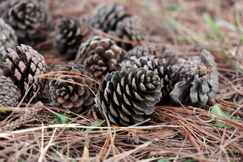 free pine cones in the forest