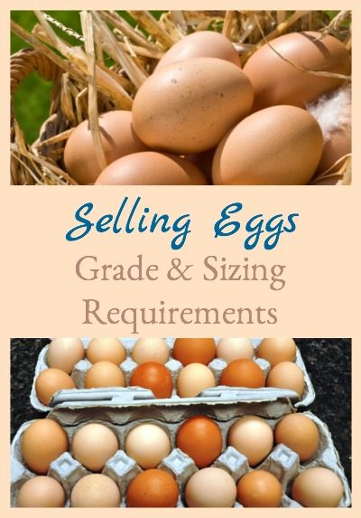 Selling Eggs - Grade & Sizing