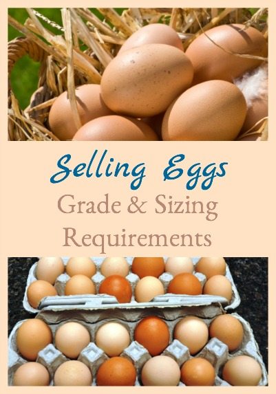Selling Eggs - Grade & Sizing