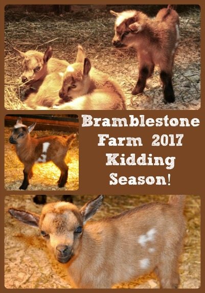 Bramblestone Farm 2017 Kidding Season