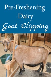 Pre-Freshening Goat Clip