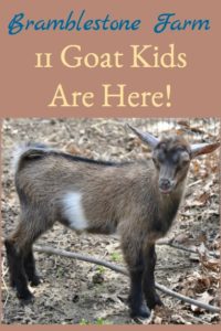 The Goat Kids Are Here!