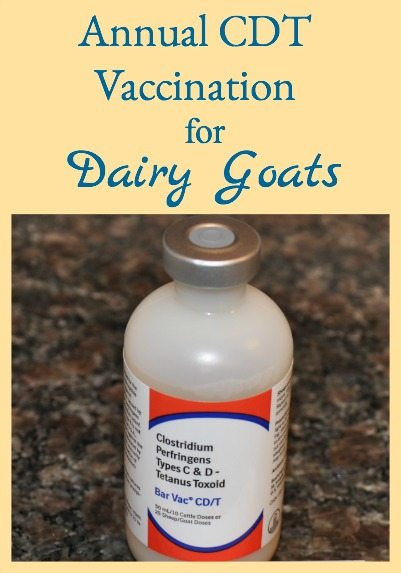 How to give goats their annual CDT vaccination