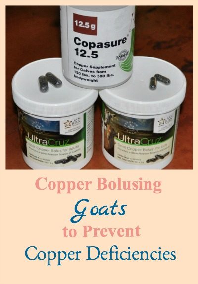 Copper Bolusing Goats