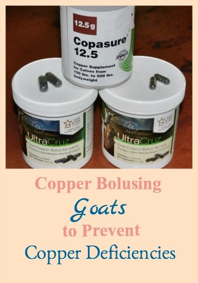 How to use copper bolusing to prevent copper deficiencies in goats