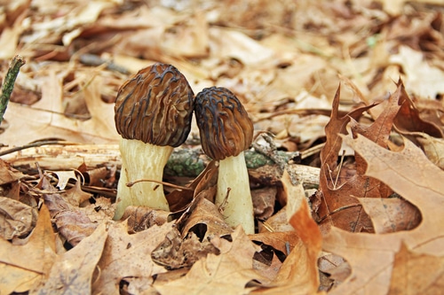 Morel Mushrooms in Leaves Secrets for Spotting Morel Mushrooms!