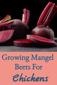 Growing Mangel Beets for Chickens