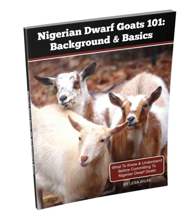 Nigerian Dwarf Goats 101