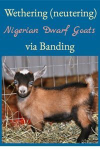 Wethering (Neutering) Nigerian Dwarf Goats via Banding