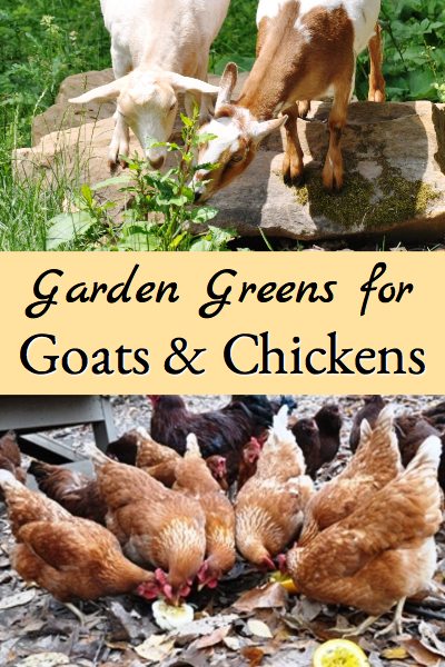 This list identifies greens from your garden that are good for chickens and/or goats and greens that you shouldn't feed them.