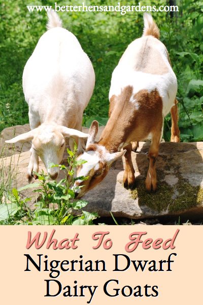 What to feed Nigerian Dwarf dairy goats to keep them healthy and happy