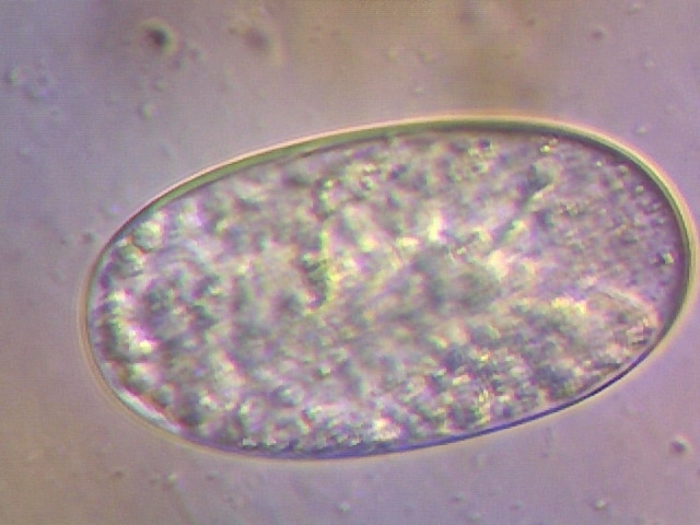 Possible Barberpole Worm Egg