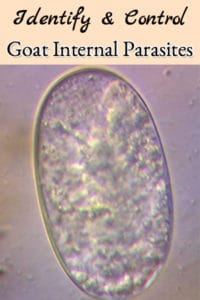Identify & Control Goat Internal Parasites