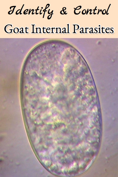How to identify and control Goat Internal Parasites