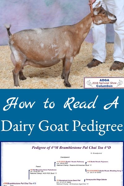 Describes how to read and understand a dairy goat pedigree