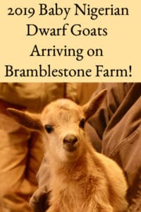 2019 Baby Nigerian Dwarf Goats Arriving on Bramblestone Farm!