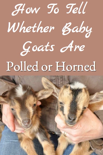 How To Tell Whether Baby Goats Are Horned or Polled