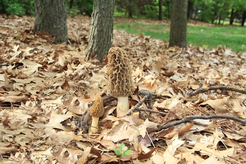 Morel mushrooms 1 Secrets for Spotting Morel Mushrooms!