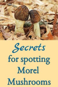 Secrets for Spotting Morel Mushrooms!