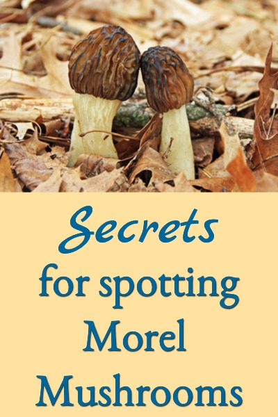 spotting morel mushrooms Secrets for Spotting Morel Mushrooms!