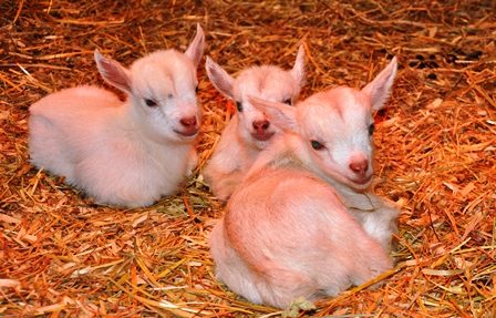 Bramblestone Goat Kids