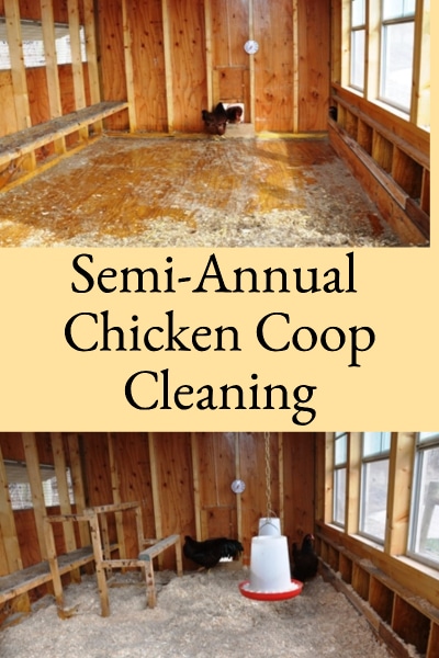 semi-annual chicken coop cleaning