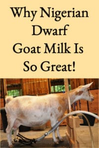 5 Reasons You Should Choose Nigerian Dwarf Goats for Milk