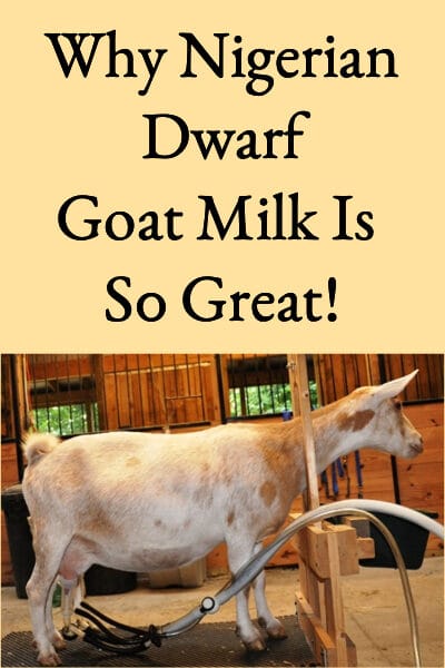 Why Nigerian Dwarf Goat Milk Is So Great