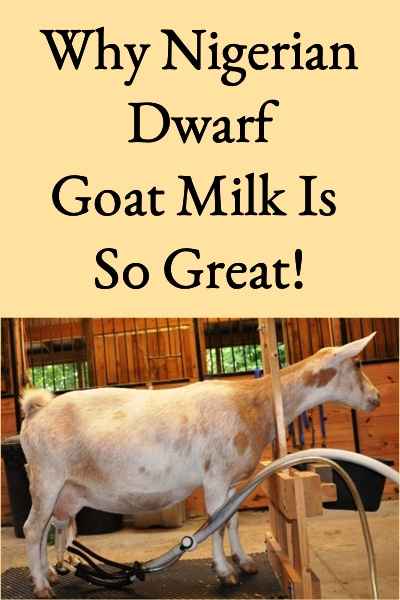 Why Nigerian Dwarf Goat Milk Is So Great