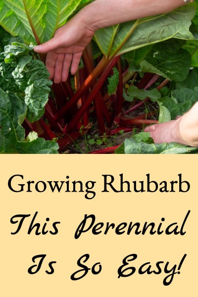growing rhubarb 2