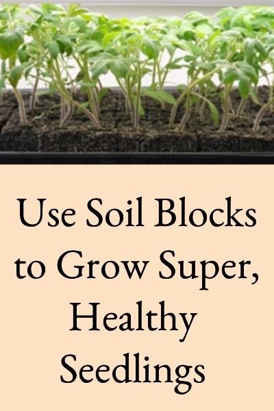 use soil blocks to grow super healthy seedlings