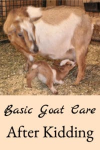 Basic Goat Care After Kidding