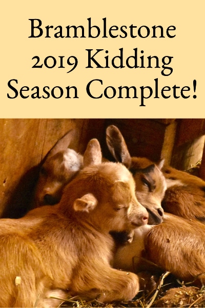 Bramblestone Farm 2019 Kidding Season Complete