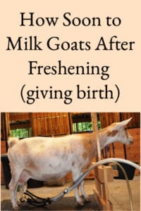 How Soon To Milk Goats After They Freshen (Give Birth)