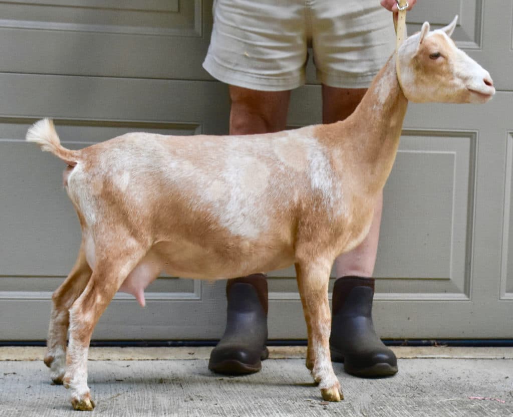 Introducing Nigerian Dwarf goat Bramblestone Peach Tea