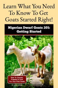Nigerian Dwarf Goats 201: Getting Started