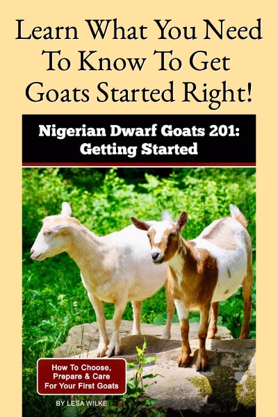 Nigerian Dwarf Goats 201