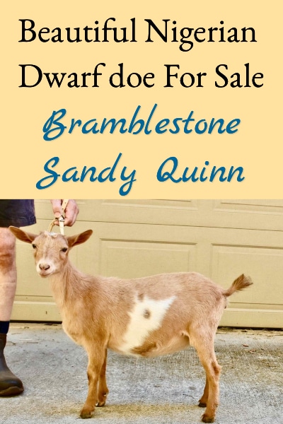 Nigerian Dwarf Doe For Sale