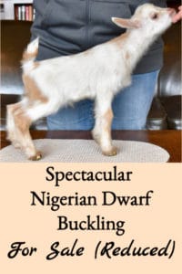 Spectacular Nigerian Dwarf Buckling For Sale (Price Reduced)