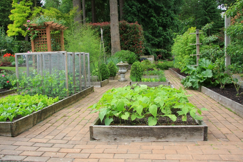 Raised Bed Vegetable Garden
