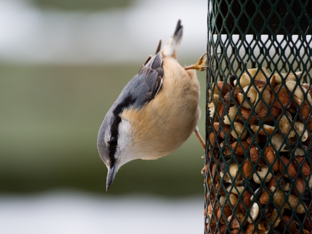 Nuthatch On Feeder With Peanuts