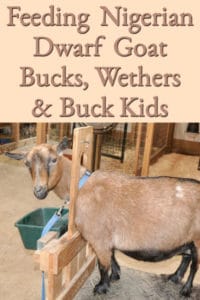 Feeding Nigerian Dwarf Goat Bucks, Wethers, and Buck Kids