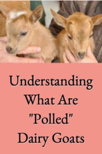 What Are Polled Goats?