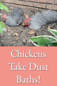 Chickens Don’t Take Water Baths – They Take Dust Baths!
