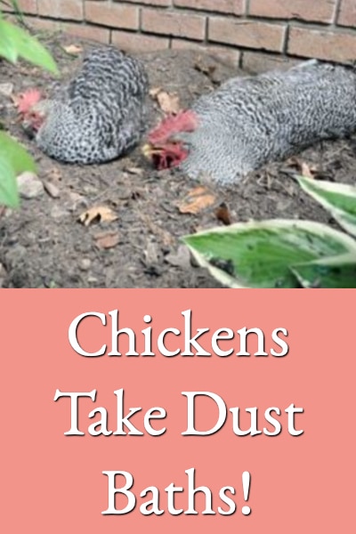 Chickens Take Dust Baths