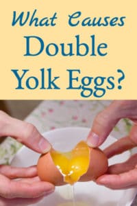 What Causes Double Yolks?