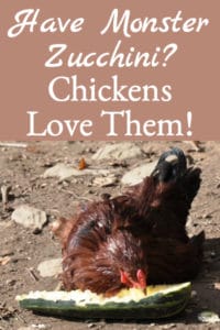 Monster Zucchini? Chickens Love Zucchini!